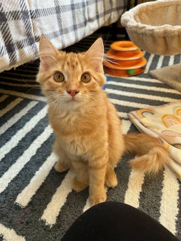 Murphy, adopted