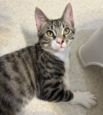 Nash, adopted