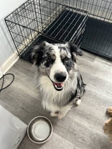 Einstein, adopted