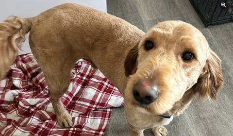Baker (FNA Teddie), adopted