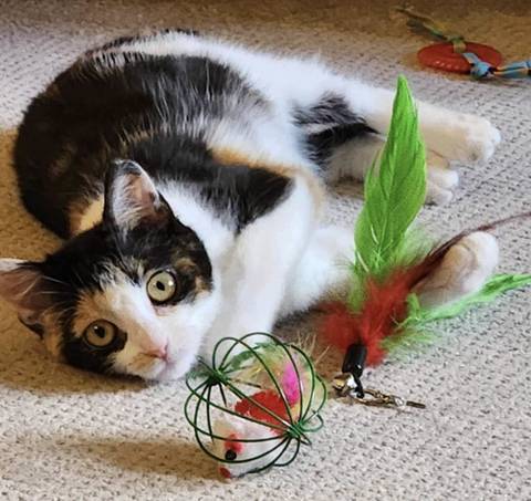 Katie, adopted
