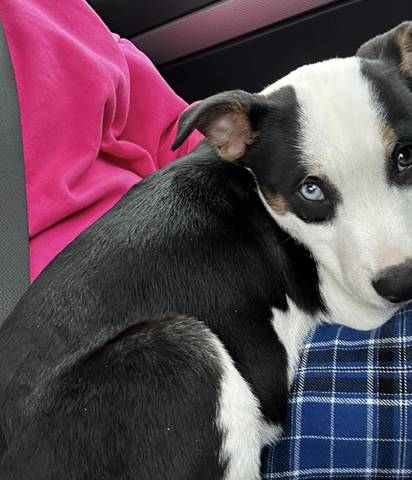 Saphira, adopted