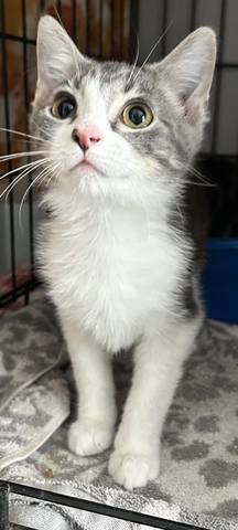 Piccolo, adopted