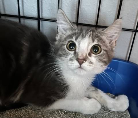 Timpani, adopted