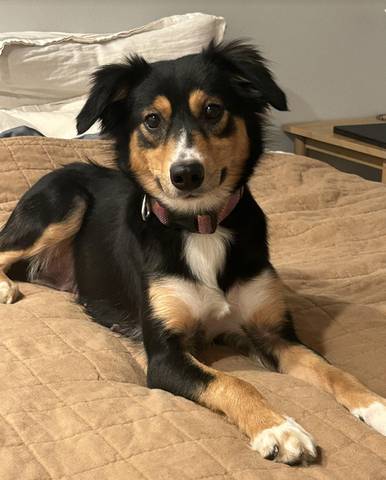 Chloe, adopted