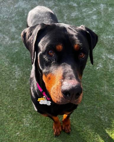 Rosie, adopted