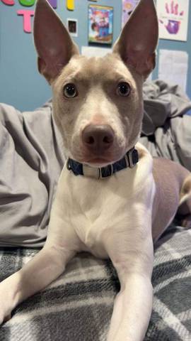 Dusty, adopted