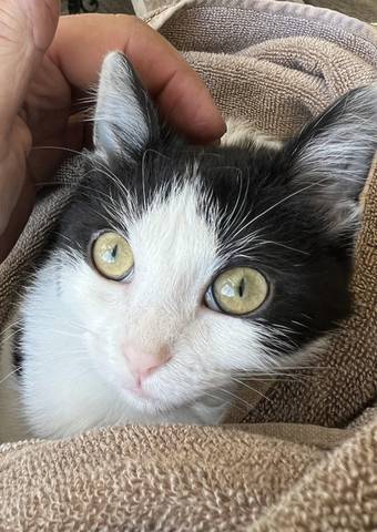 Lemon, adopted