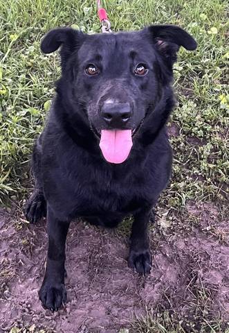 Queenie, adopted