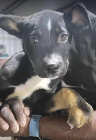 Chip, adopted
