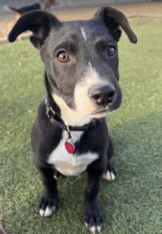 Dale, adopted