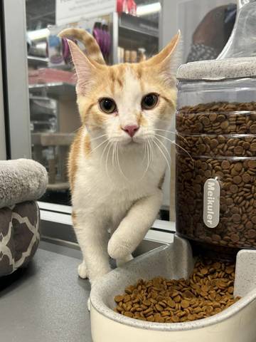 Chester, adopted