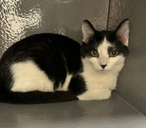 Chuck, adopted