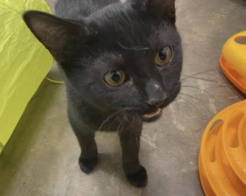 Grimm, adopted