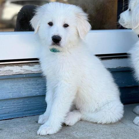 Vinny, adopted