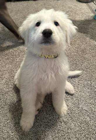 Cupid, adopted