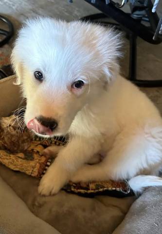Eros, adopted