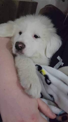 Dolly, adopted