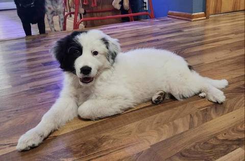 Arrow, adopted
