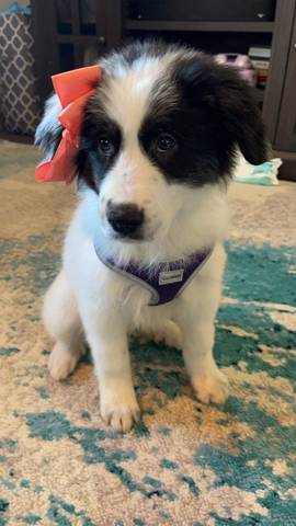 Gertrude, adopted