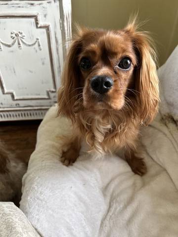Rocky, adopted