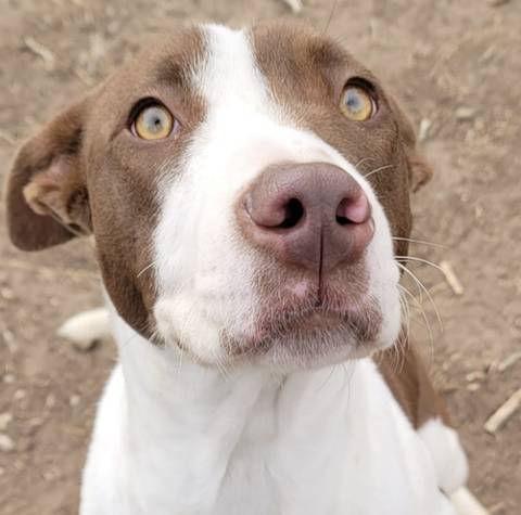 Francine, adopted
