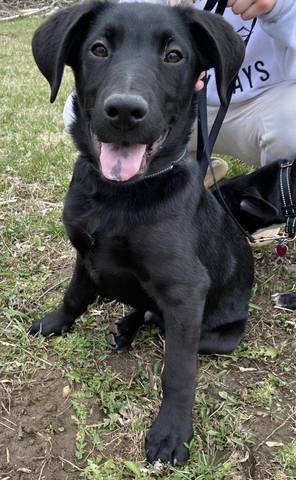 Huck, adopted