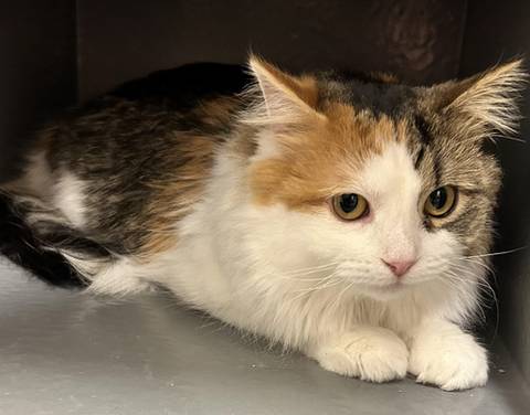 Apollina, adopted