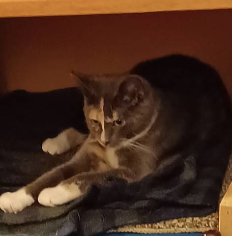 Gertie, adopted