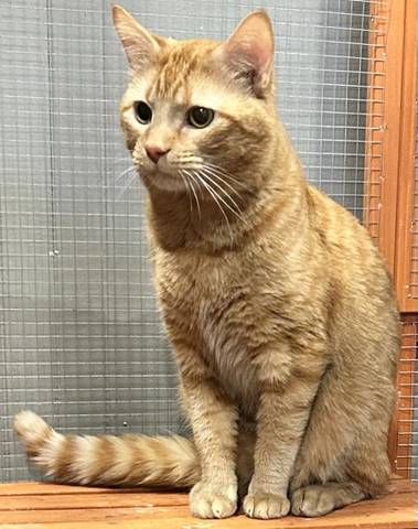 Helios, adopted