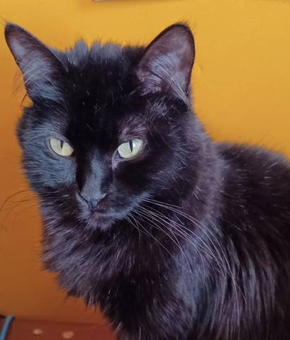 Cassie, adopted