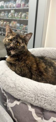 Opal, adopted