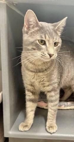 Ritzi, adopted