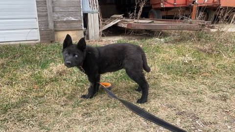 Aspen, adopted