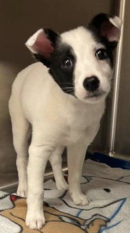 Mindy, adopted