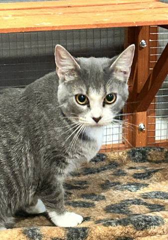 Cherry, adopted