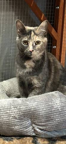 Strawberry, adopted