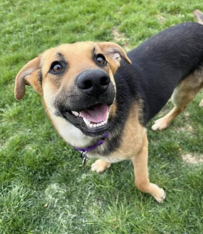 Bristol, adopted