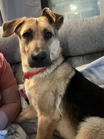 Charlotte, adopted