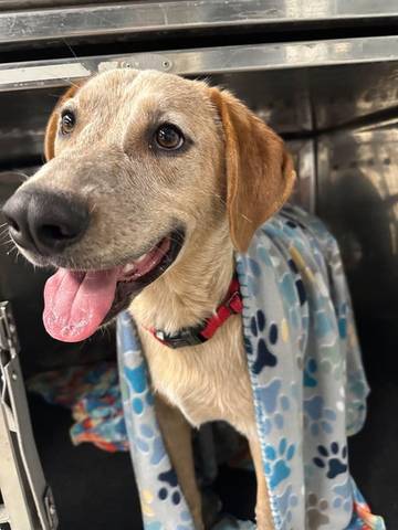 Max, adopted