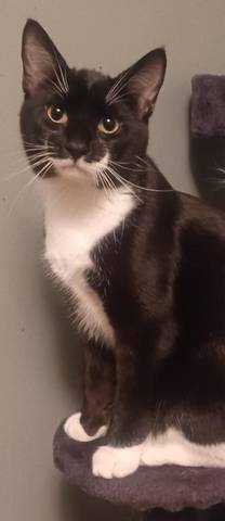 Stash, adopted
