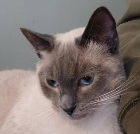Smokey, adopted