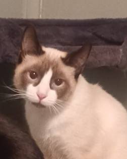 Bandit, adopted