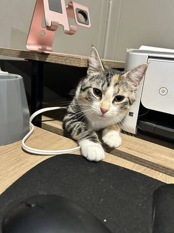 Callie, adopted