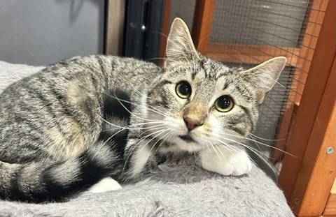 Houdini, adopted