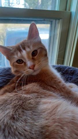 Tawny, adopted