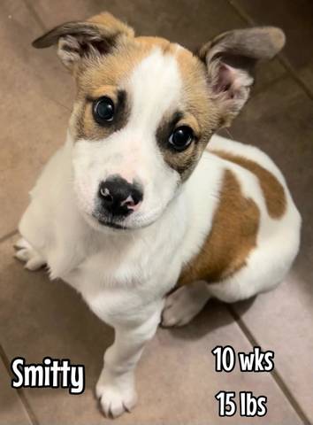 Smitty, adopted