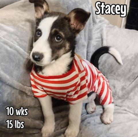 Stacey, adopted