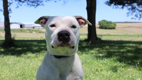 Boyce, adopted