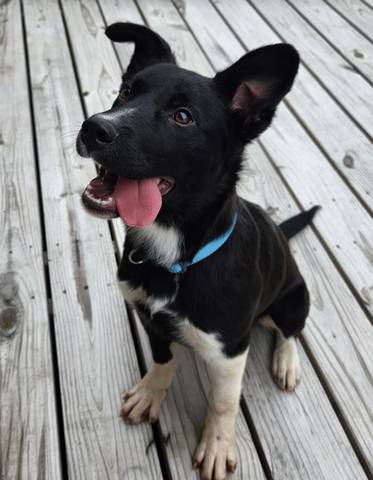 Teagan, adopted